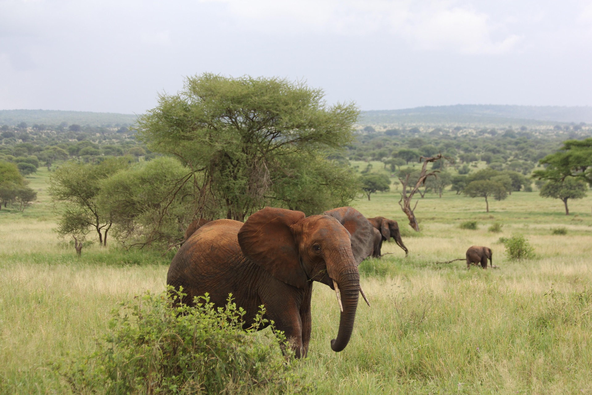 Where to See Elephants in Northern Tanzania