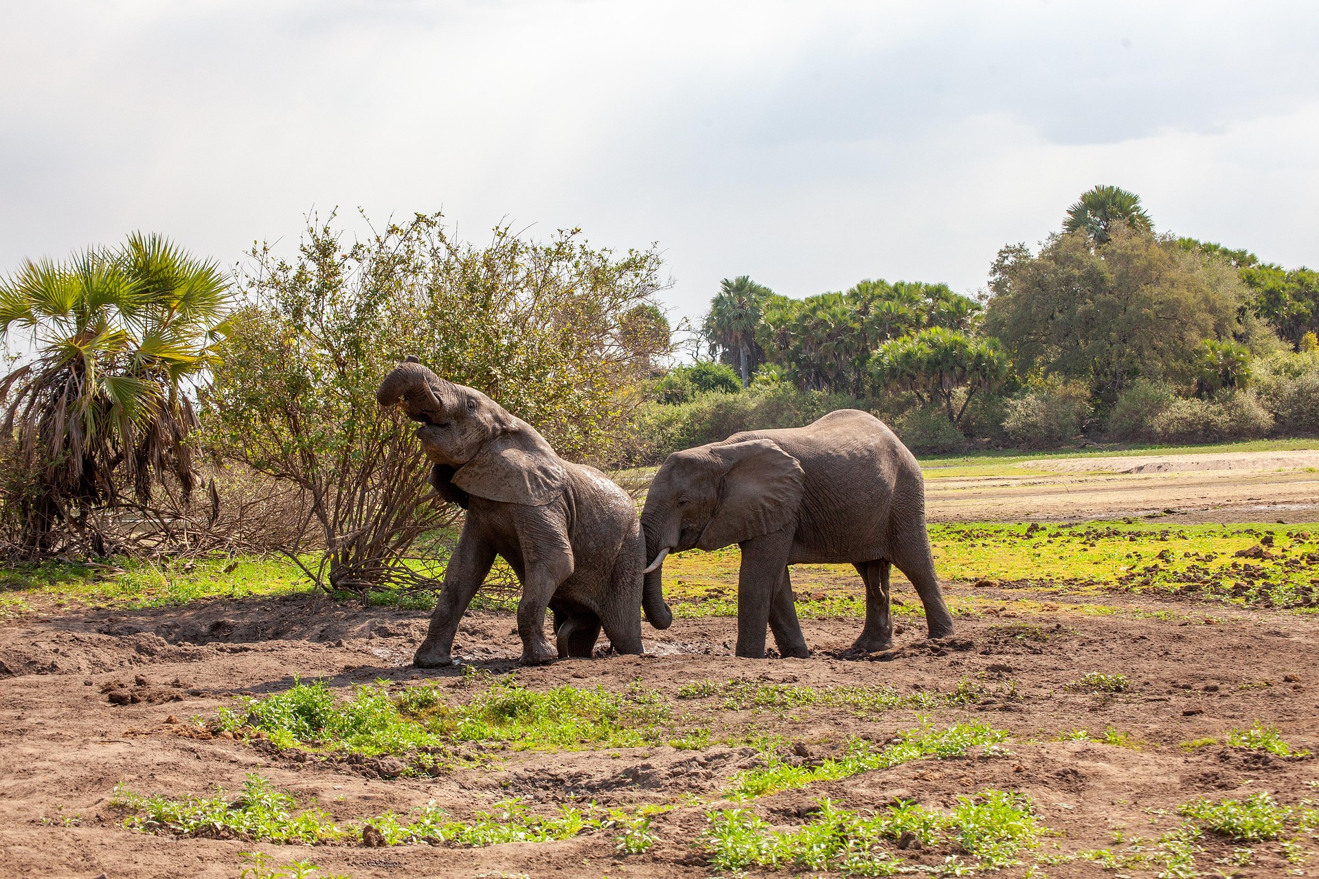 Where to See Elephants in Northern Tanzania