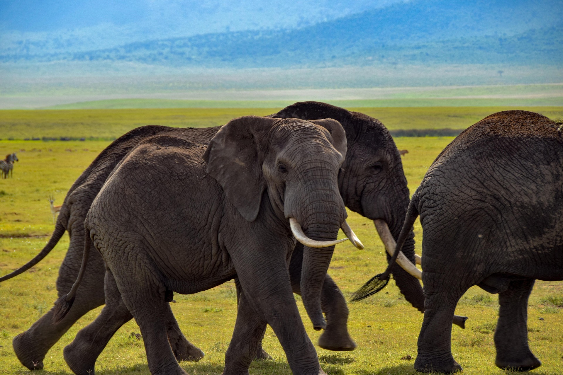 Where to See Elephants in Northern Tanzania