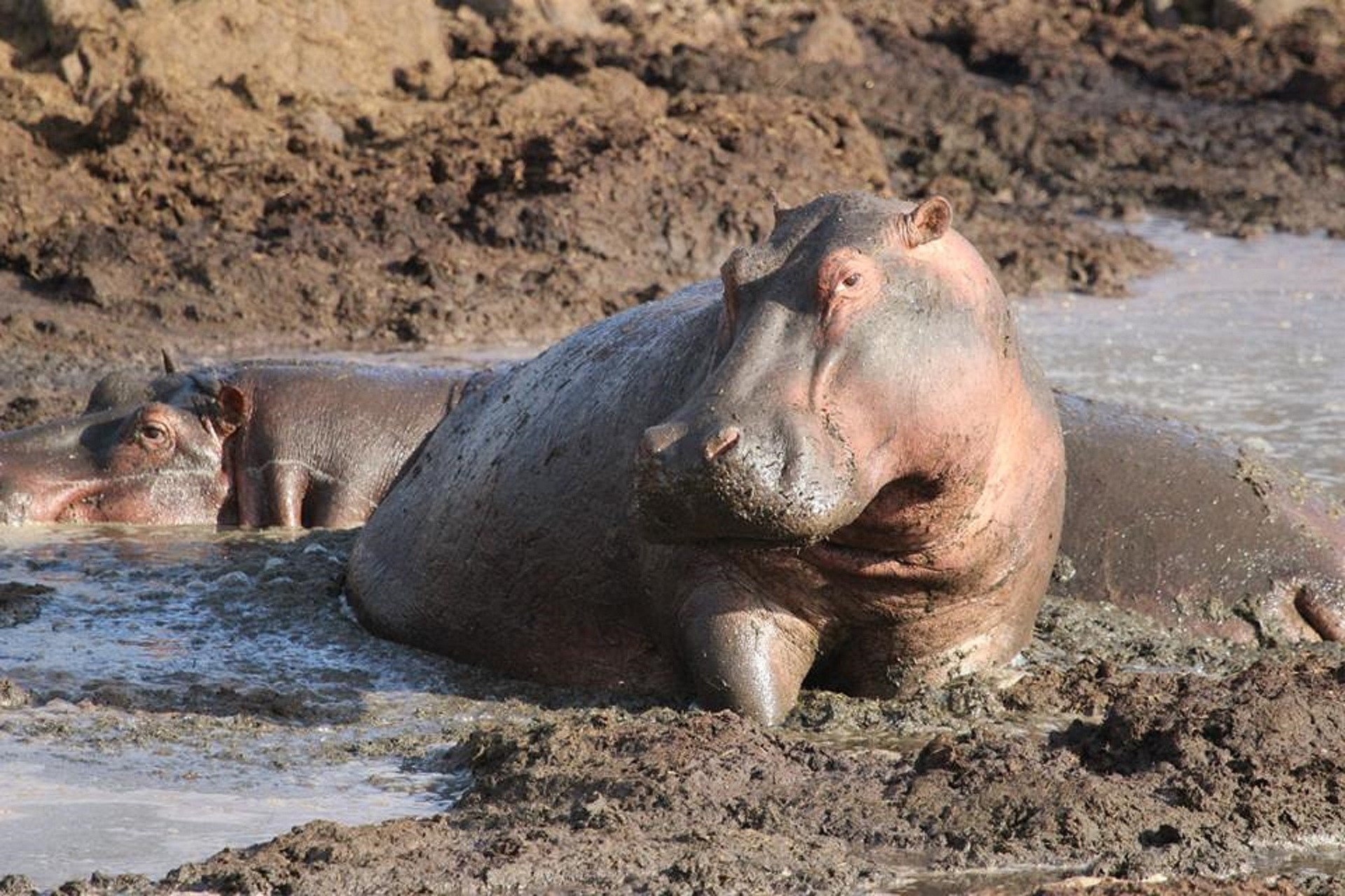 Tanzania Safari in June&ndash;October Guide