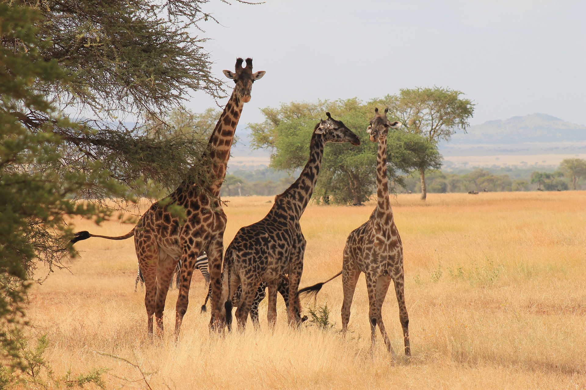 Tanzania Safari in June&ndash;October Guide