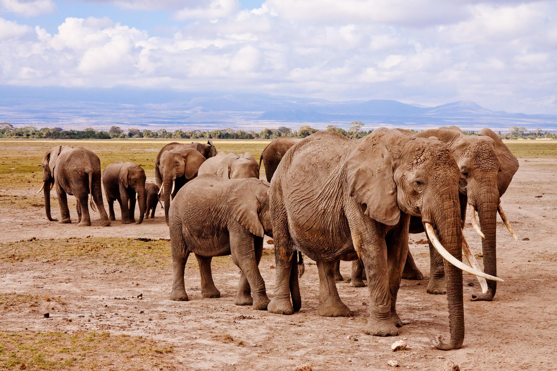 Tanzania Safari in June&ndash;October Guide