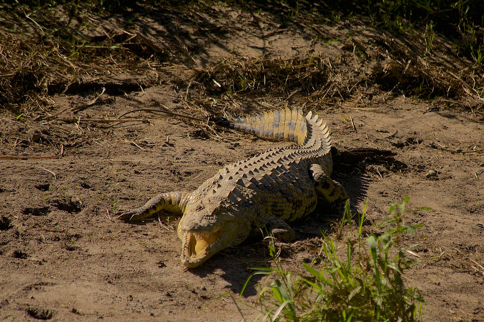 Tanzania Safari in June&ndash;October Guide