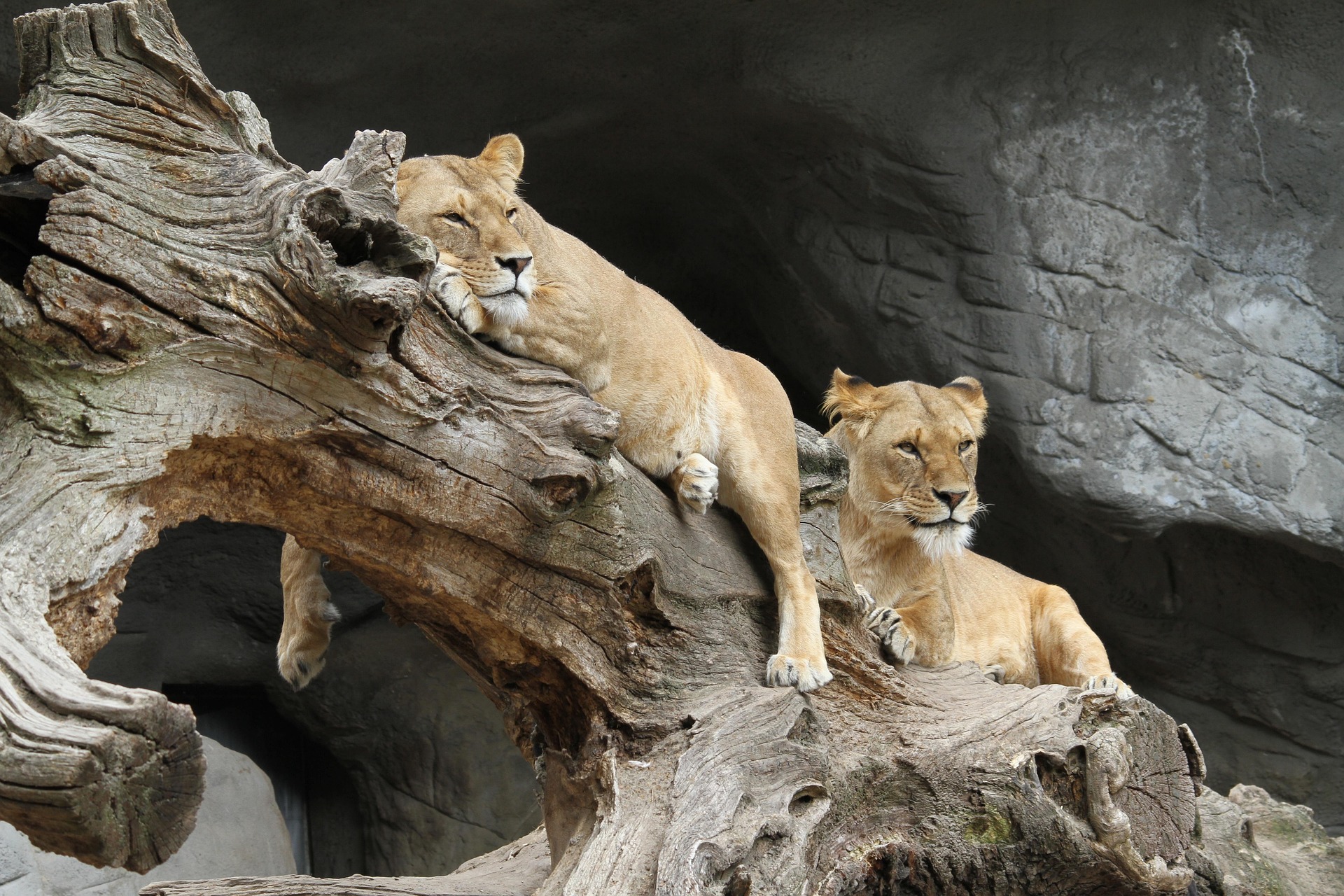 Tanzania Safari in June&ndash;October Guide