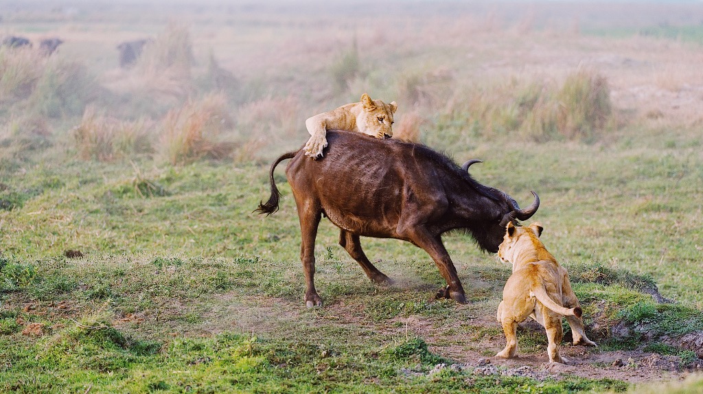 The Secret Season: Why May is the Best Kept Secret for a Serengeti Safari