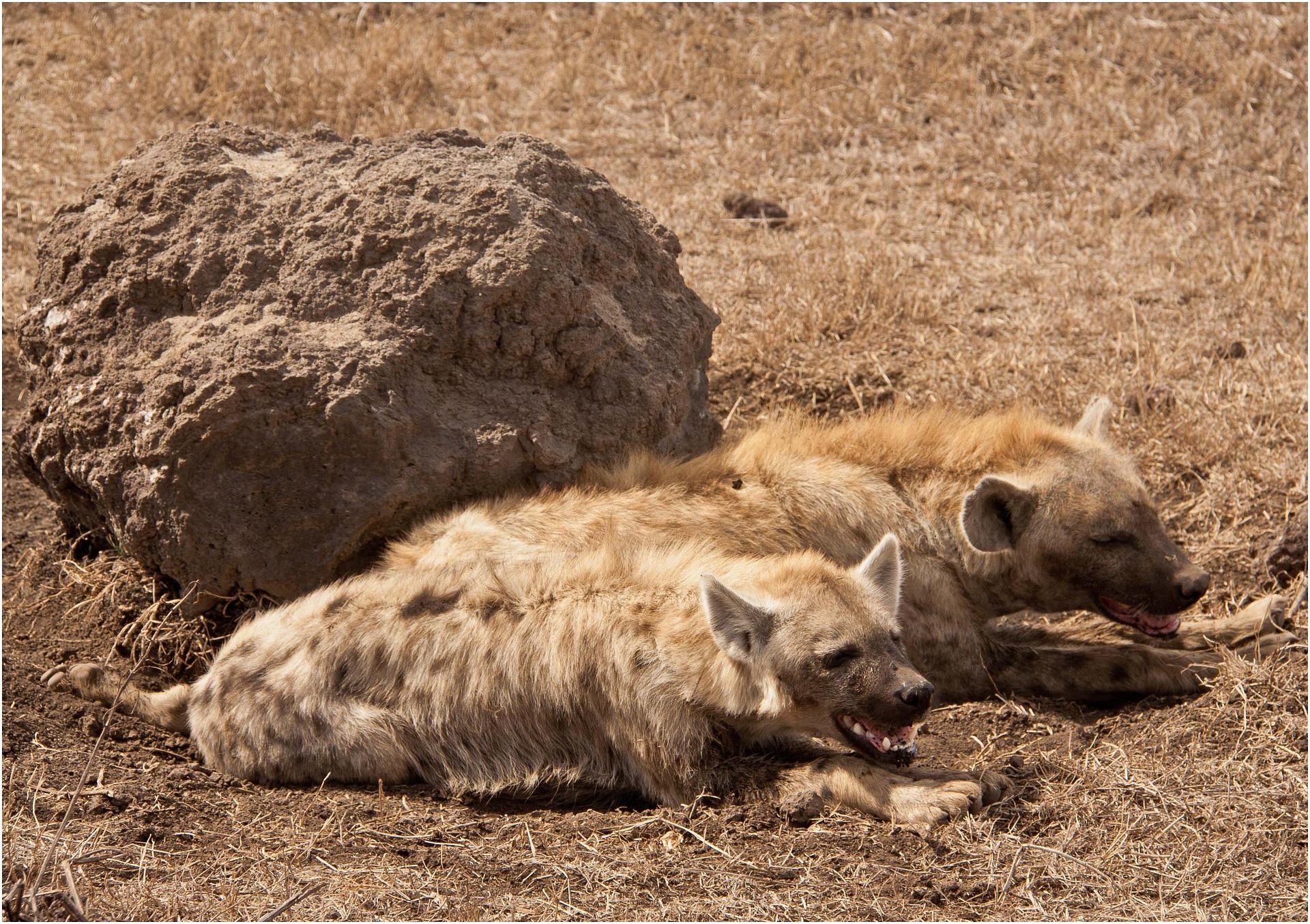 The Secret Season: Why May is the Best Kept Secret for a Serengeti Safari