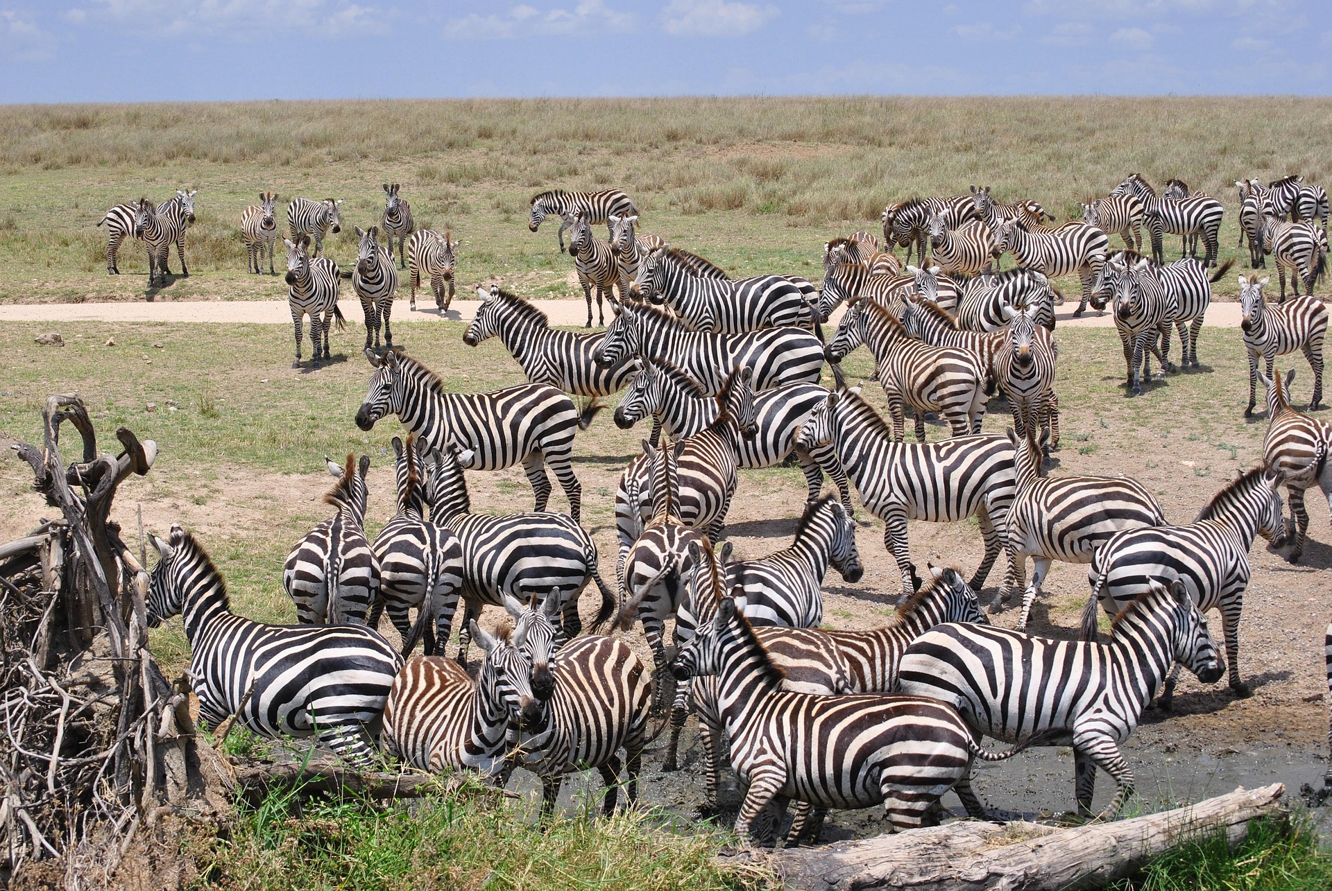 Serengeti or Stone Town? Why You Don&rsquo;t Have to Choose for Your Next Holiday