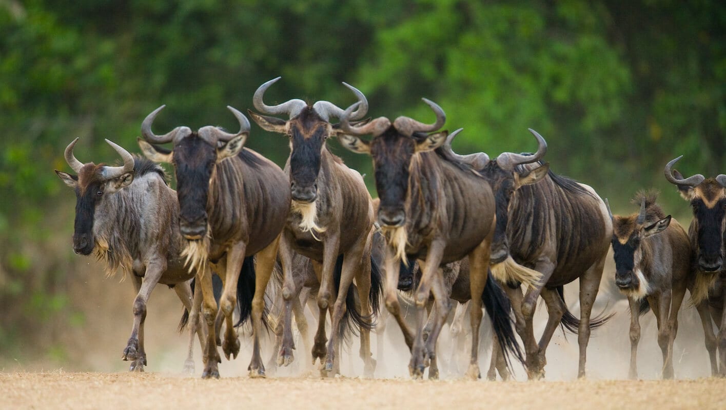 Serengeti in May