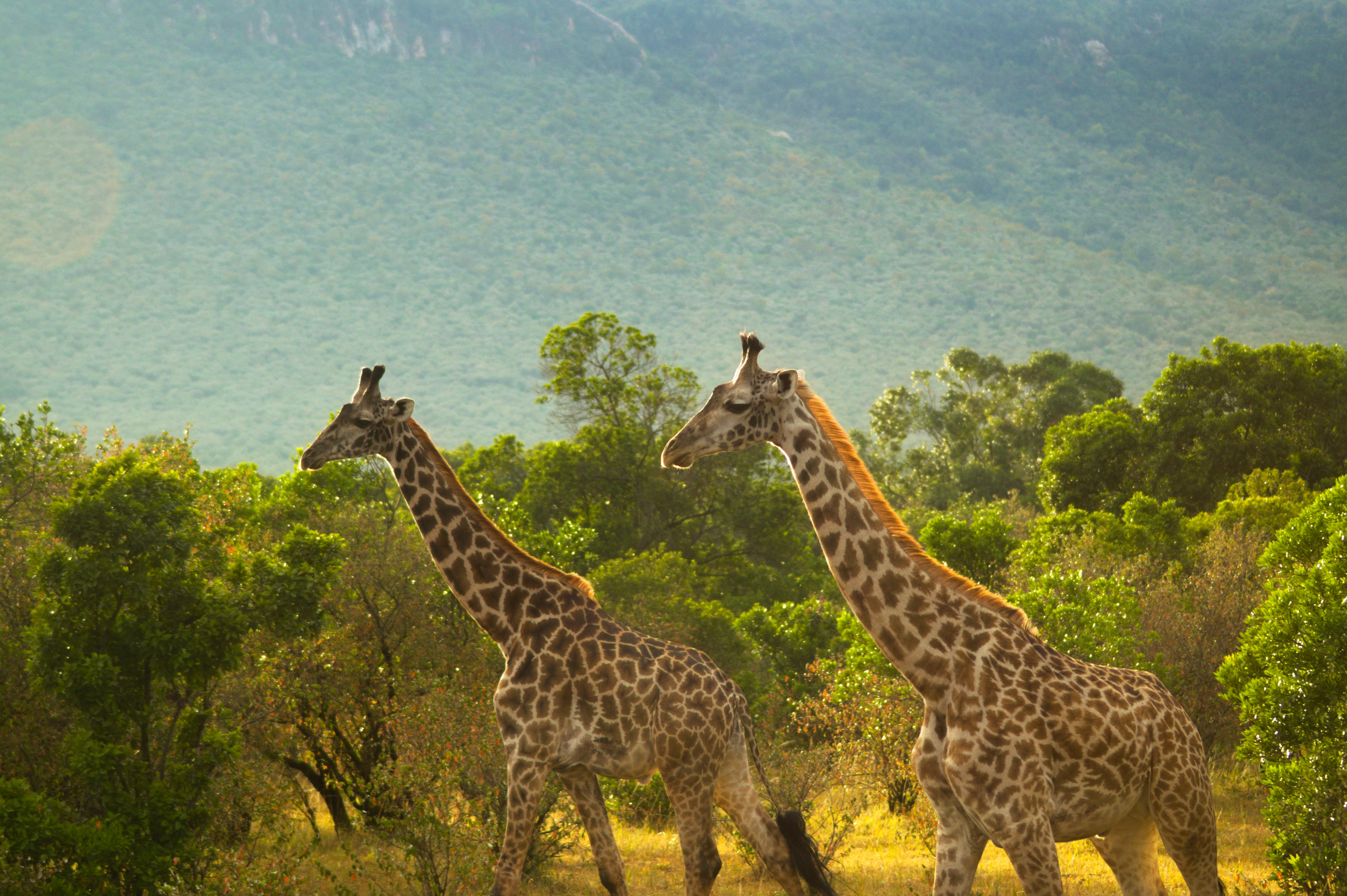 Serengeti in May