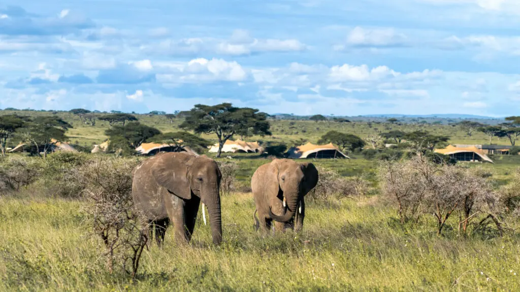 Serengeti in May