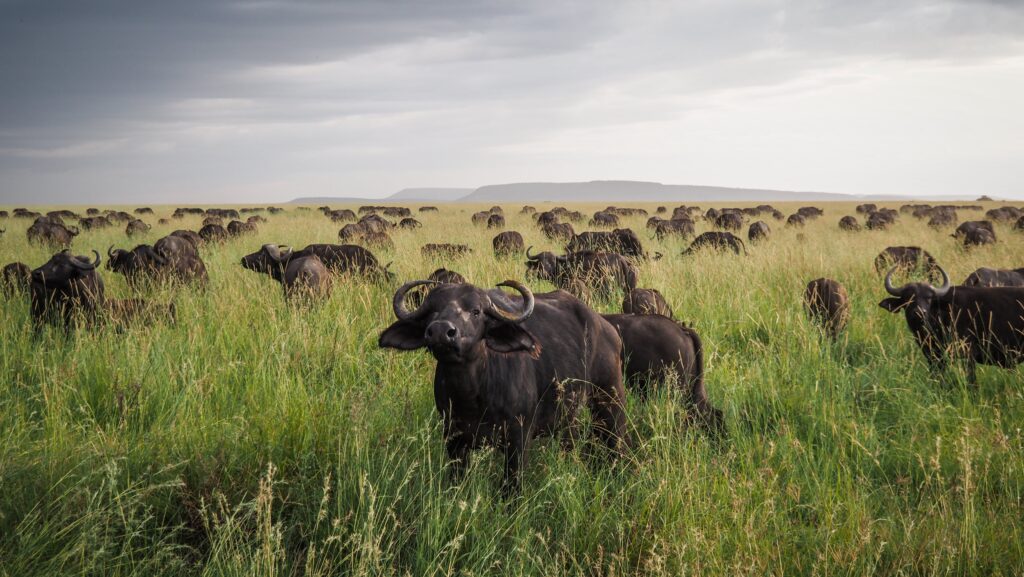 Serengeti in May