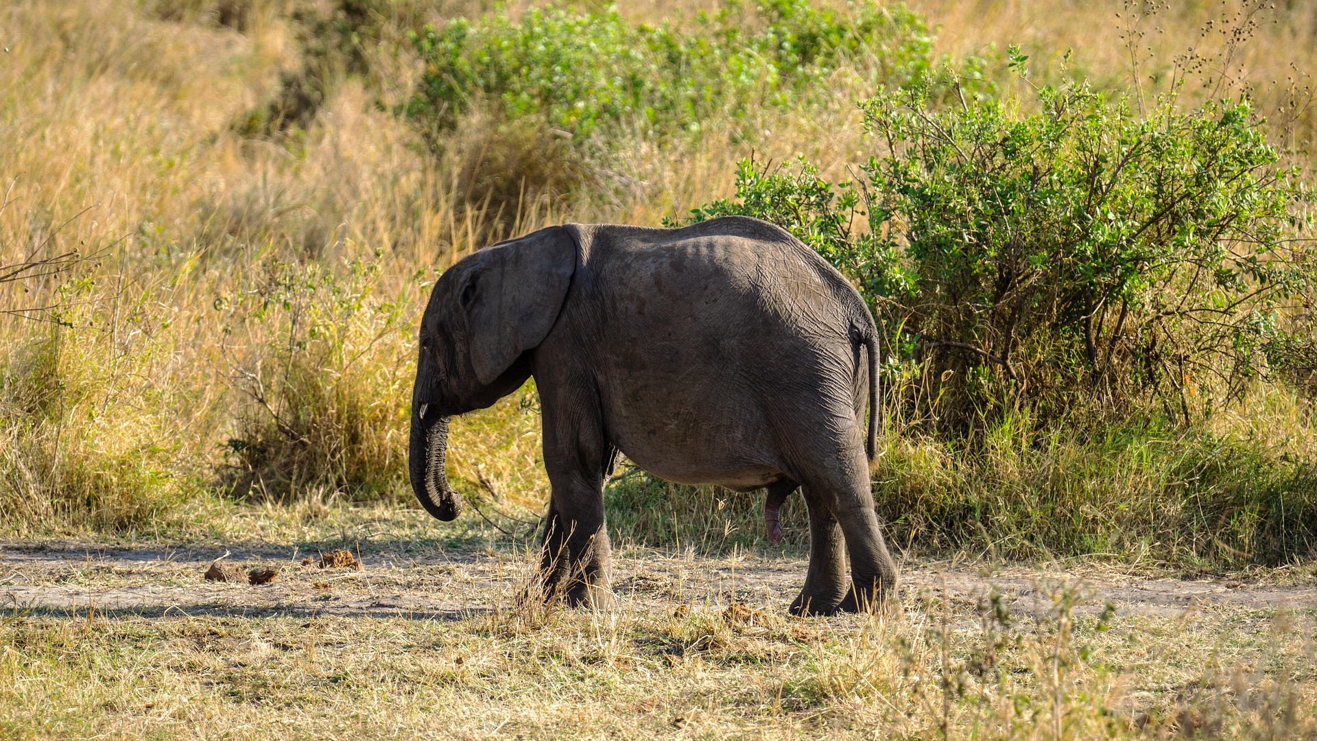 Tanzania Visa and Travel Requirements &ndash; Complete Guide by Tanzania Safari Source