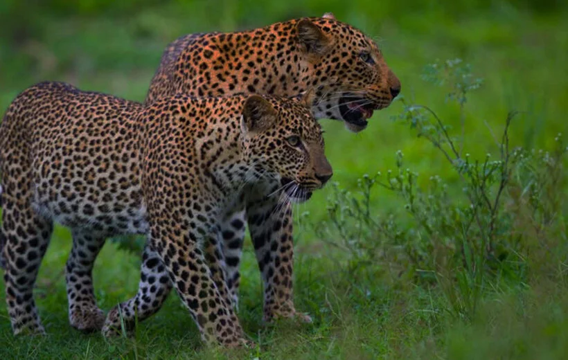 Affordable Honeymoon Safari in May – A Romantic Tanzania Escape with Us Affordable Honeymoon Safari in May – A Romantic Tanzania Escape with Us