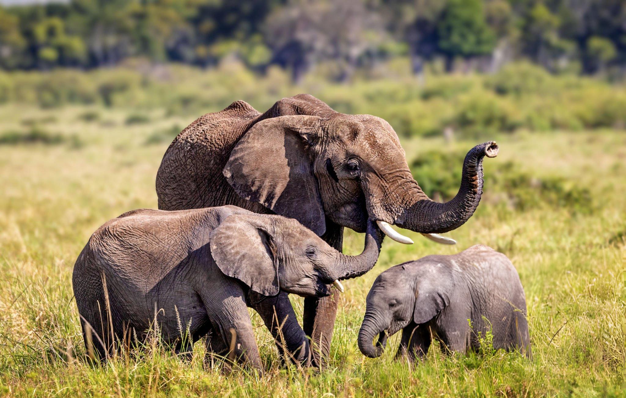 Affordable Honeymoon Safari in May – A Romantic Tanzania Escape with Us Affordable Honeymoon Safari in May – A Romantic Tanzania Escape with Us