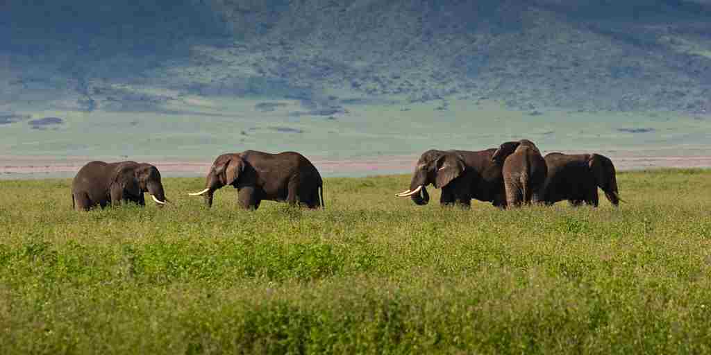 Safari on a Budget: How We Help You Enjoy 5 Star Luxury Lodges for 3 Star Prices This May