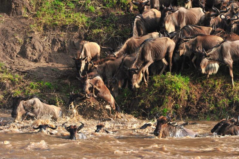 Safari on a Budget: How We Help You Enjoy 5 Star Luxury Lodges for 3 Star Prices This May