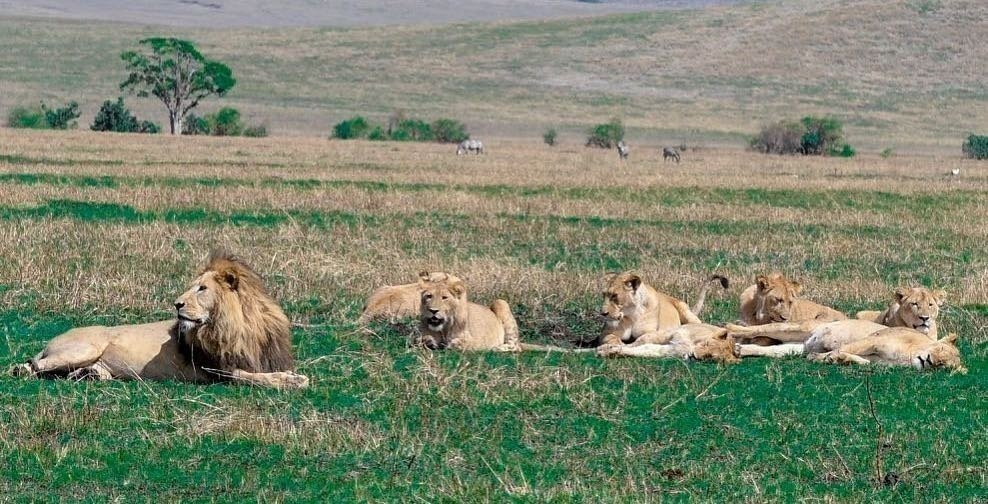 Safari on a Budget: How We Help You Enjoy 5 Star Luxury Lodges for 3 Star Prices This May