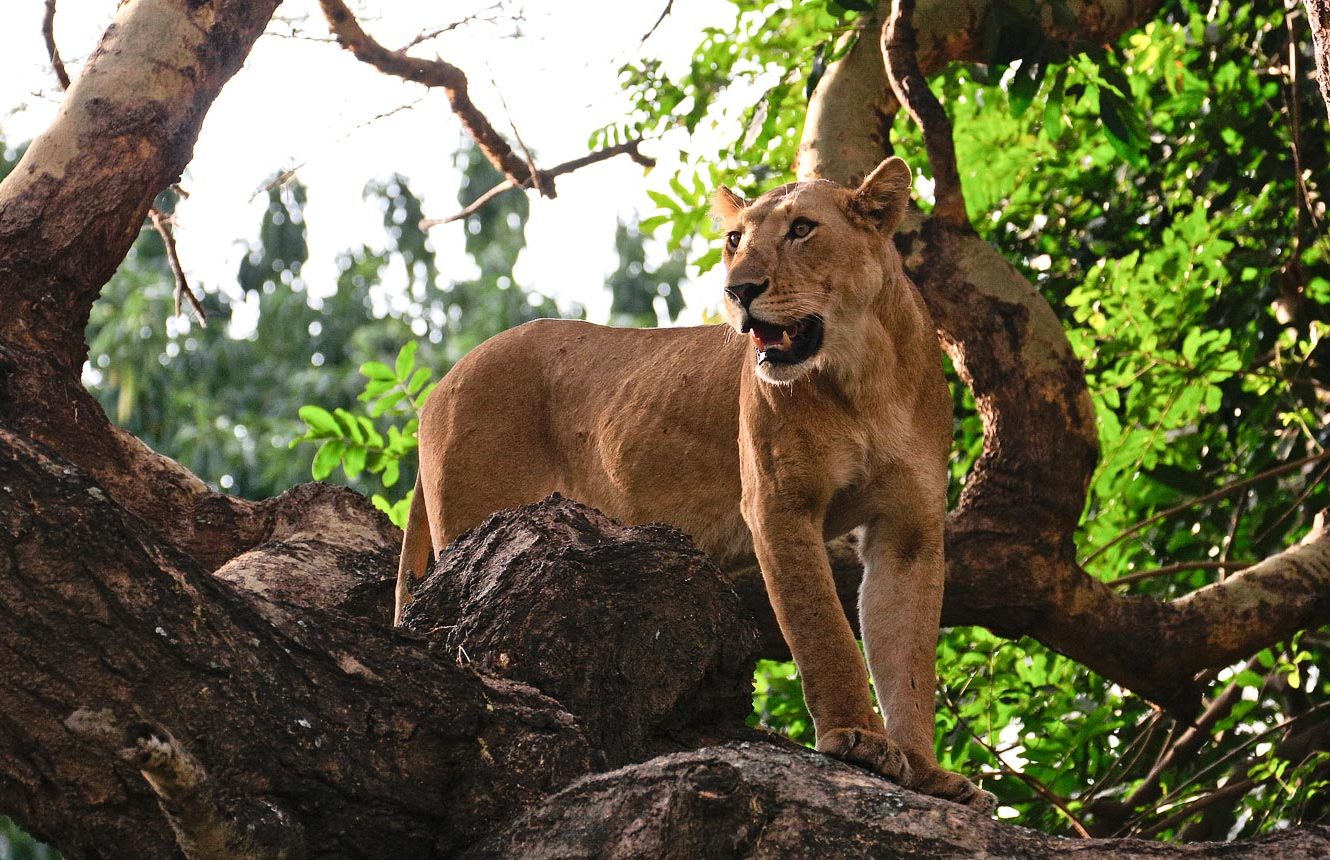 Safari on a Budget: How We Help You Enjoy 5 Star Luxury Lodges for 3 Star Prices This May