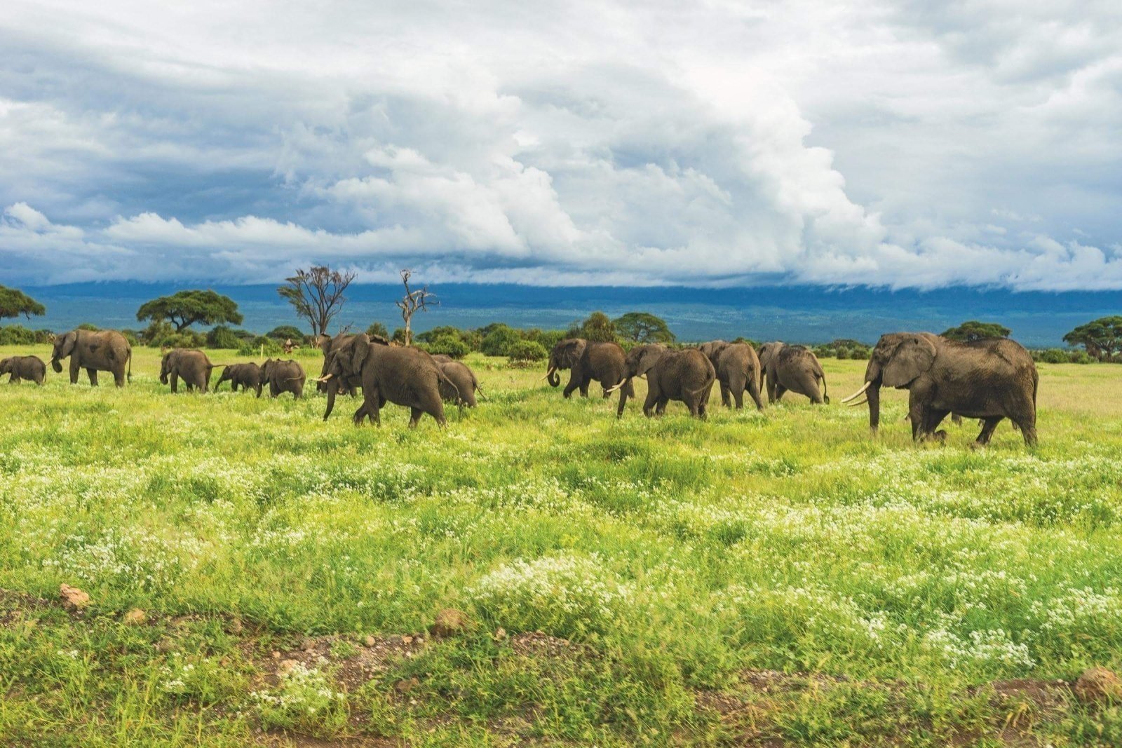 Photographer’s Paradise: Why the “Green Season” Light is the Best for Serengeti Wildlife Shots Photographer’s Paradise: Why the “Green Season” Light is the Best for Serengeti Wildlife Shots