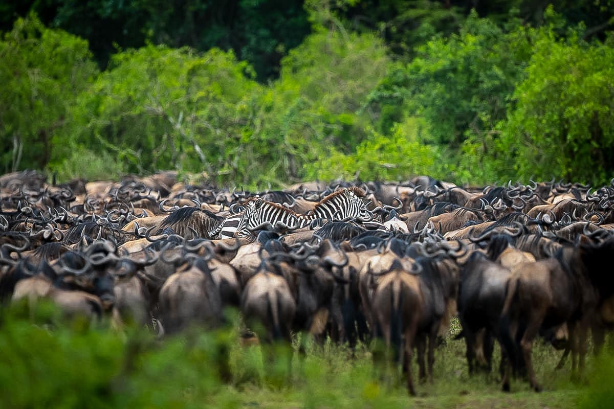 Photographer’s Paradise: Why the “Green Season” Light is the Best for Serengeti Wildlife Shots Photographer’s Paradise: Why the “Green Season” Light is the Best for Serengeti Wildlife Shots
