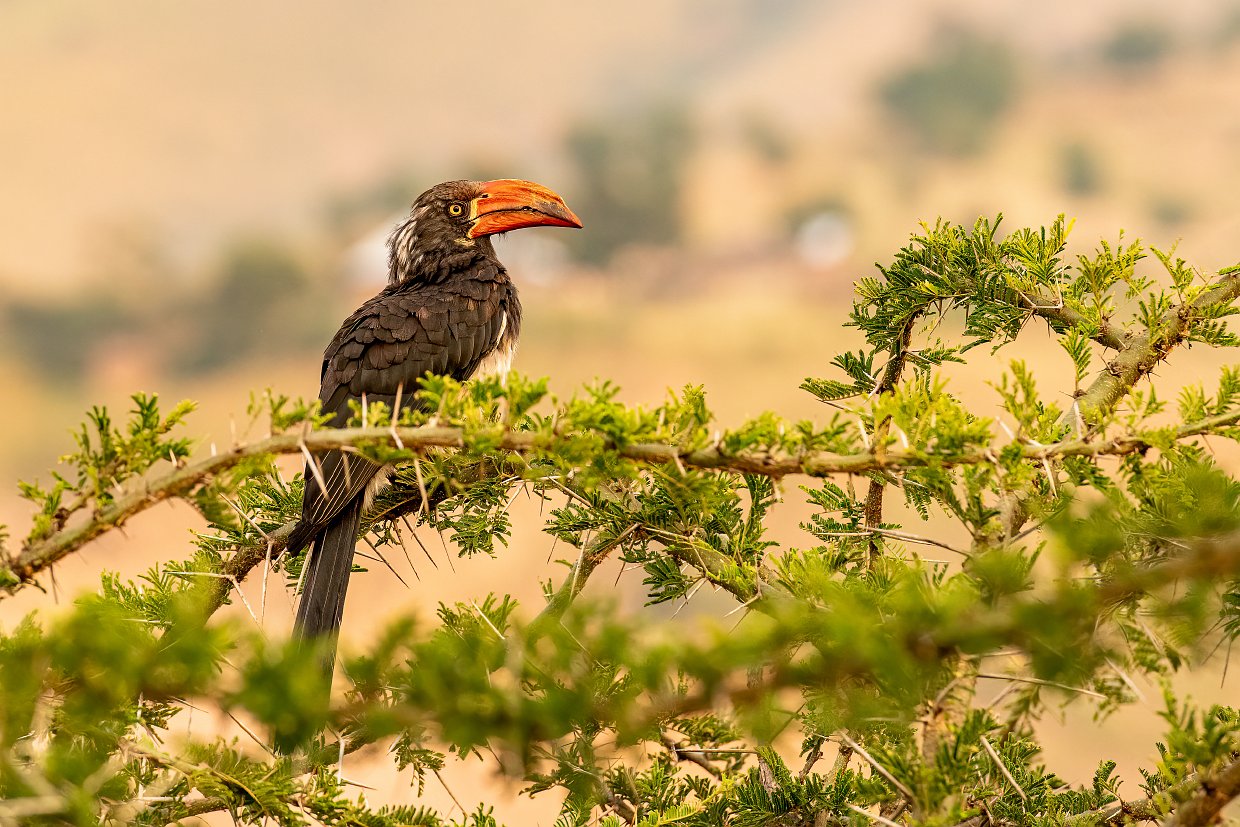 Beyond the Big Five: Discover the Rare Migratory Birds of Lake Manyara in May Beyond the Big Five: Discover the Rare Migratory Birds of Lake Manyara in May