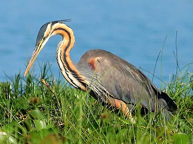 Beyond the Big Five: Discover the Rare Migratory Birds of Lake Manyara in May Beyond the Big Five: Discover the Rare Migratory Birds of Lake Manyara in May
