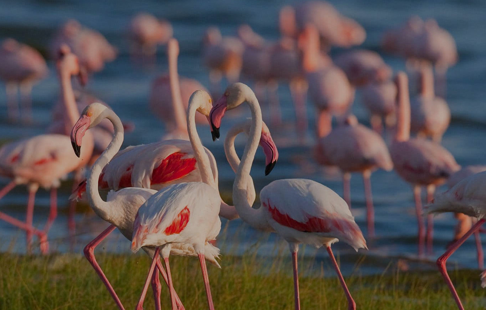 Beyond the Big Five: Discover the Rare Migratory Birds of Lake Manyara in May Beyond the Big Five: Discover the Rare Migratory Birds of Lake Manyara in May