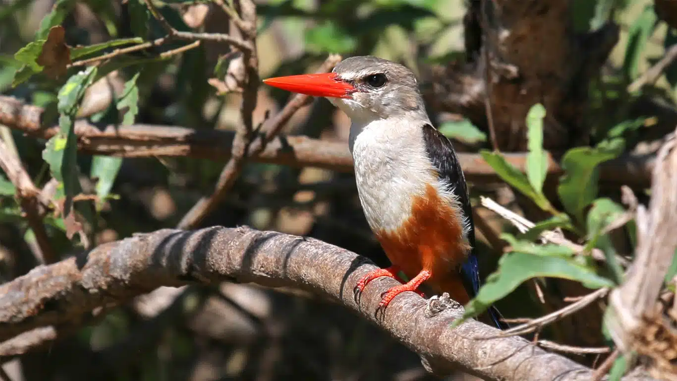 Beyond the Big Five: Discover the Rare Migratory Birds of Lake Manyara in May Beyond the Big Five: Discover the Rare Migratory Birds of Lake Manyara in May