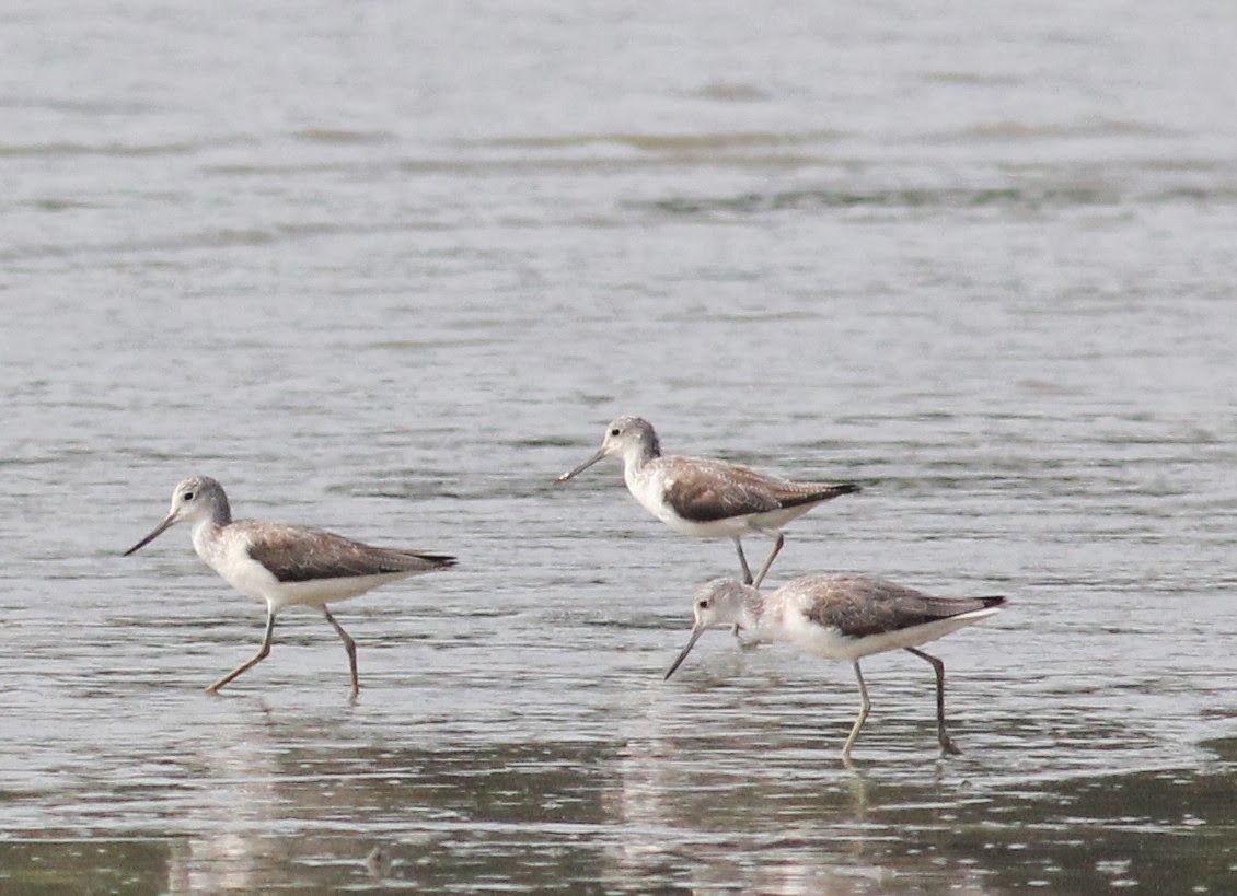 Beyond the Big Five: Discover the Rare Migratory Birds of Lake Manyara in May Beyond the Big Five: Discover the Rare Migratory Birds of Lake Manyara in May