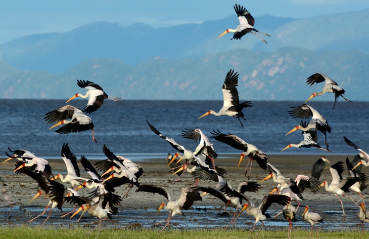 Beyond the Big Five: Discover the Rare Migratory Birds of Lake Manyara in May Beyond the Big Five: Discover the Rare Migratory Birds of Lake Manyara in May