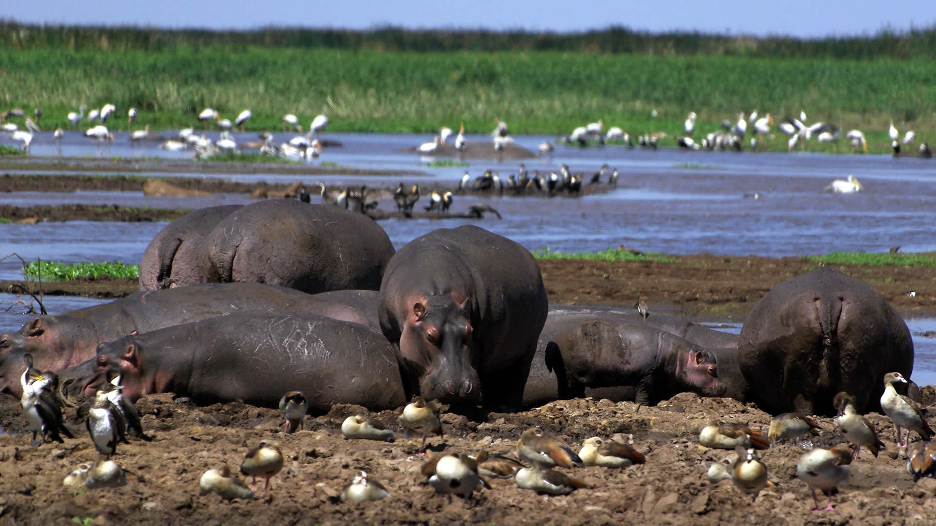 Beyond the Big Five: Discover the Rare Migratory Birds of Lake Manyara in May Beyond the Big Five: Discover the Rare Migratory Birds of Lake Manyara in May