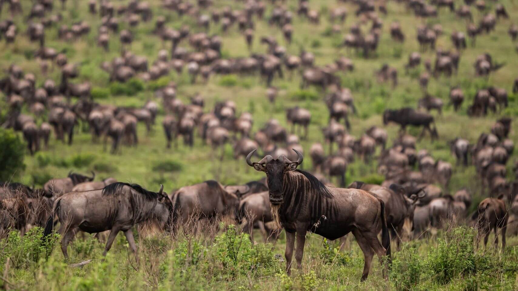Where Are the Herds? Tracking the Wildebeest Migration (May 2026 Update)