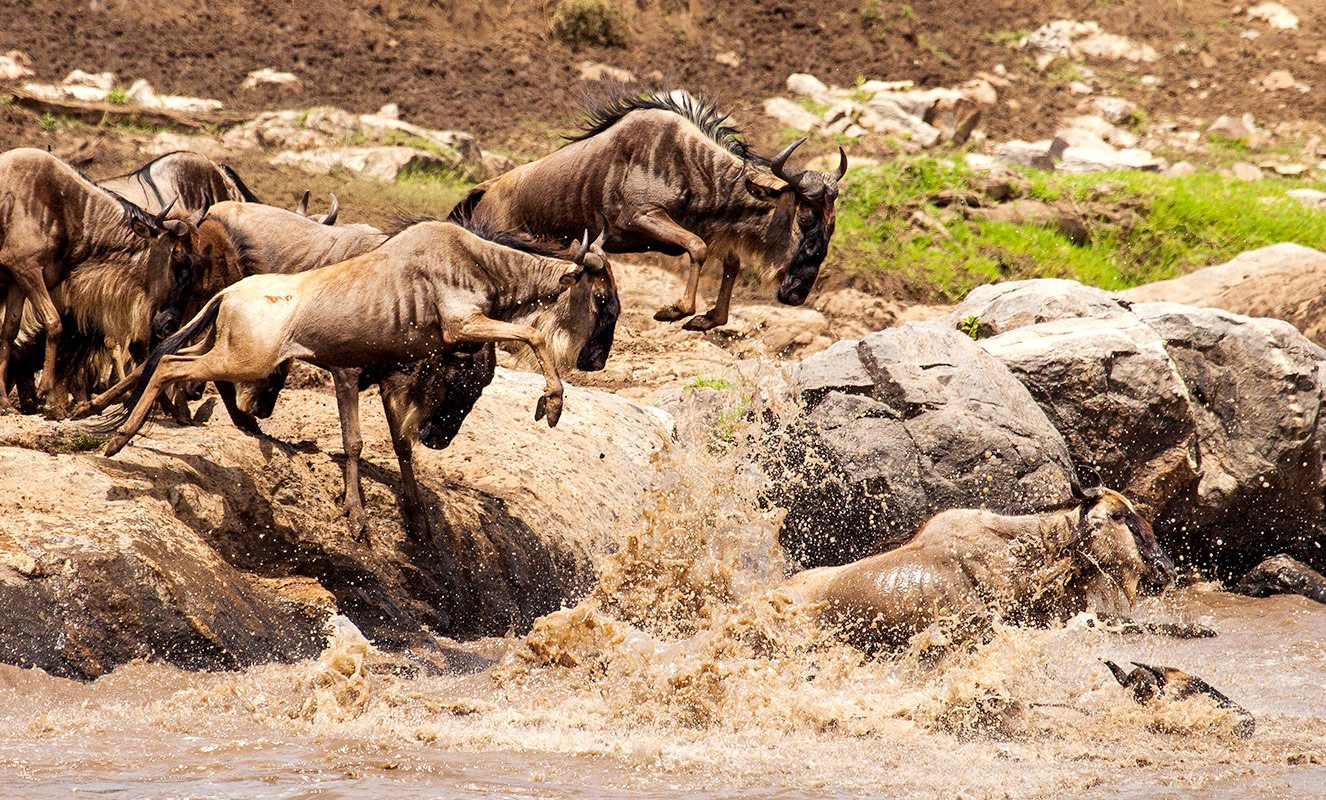 Where Are the Herds? Tracking the Wildebeest Migration (May 2026 Update)