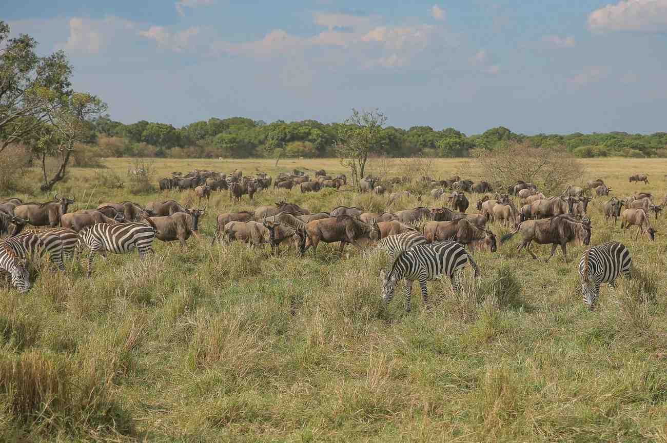 Where Are the Herds? Tracking the Wildebeest Migration (May 2026 Update)