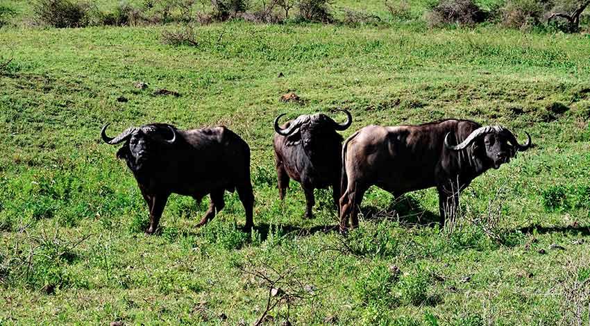 Ngorongoro Without the Crowds: What It&rsquo;s Like to Have the Crater to Yourself