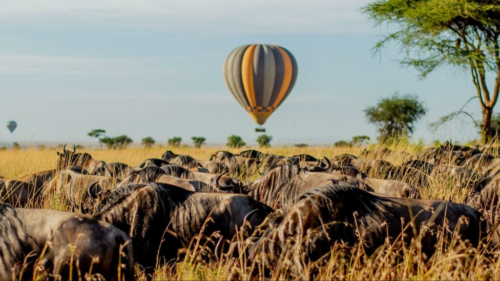 Great Migration Safari 2026: Following the Herds Through June, July, and August Great Migration Safari 2026: Following the Herds Through June, July, and August