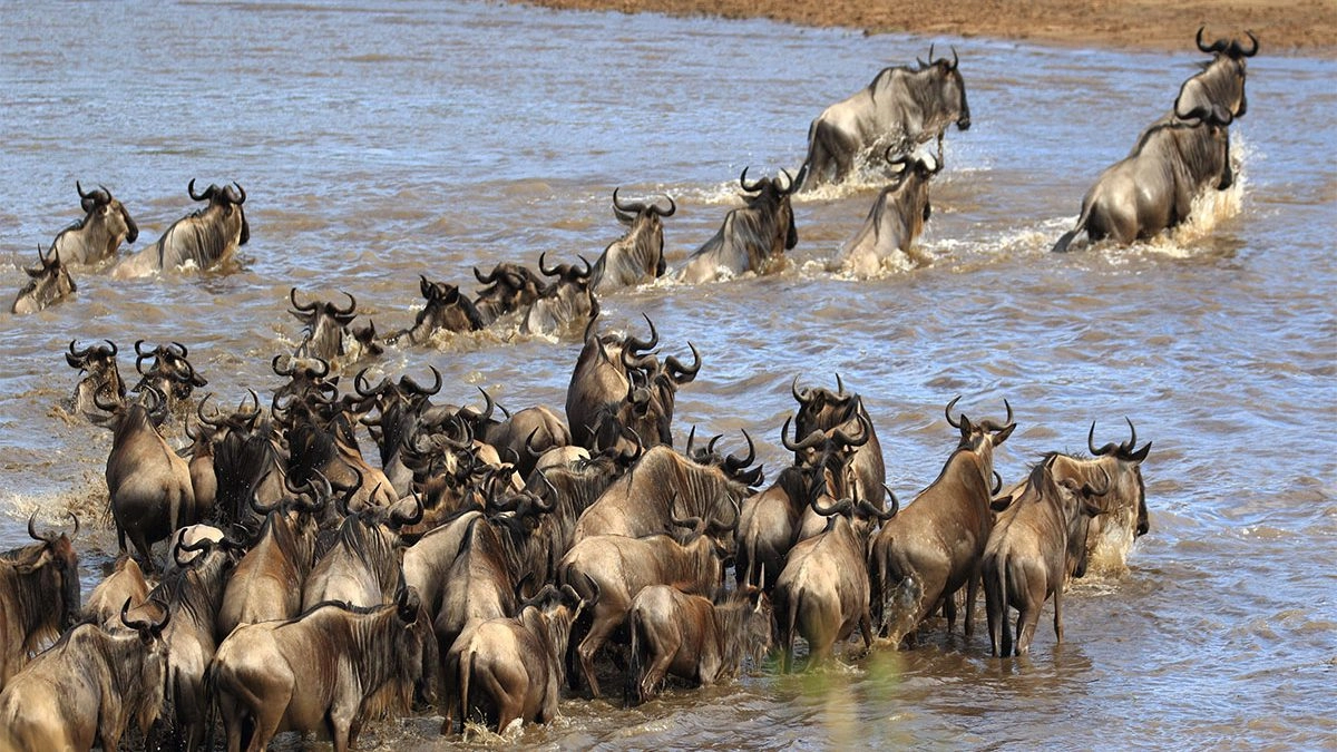 Great Migration Safari 2026: Following the Herds Through June, July, and August Great Migration Safari 2026: Following the Herds Through June, July, and August