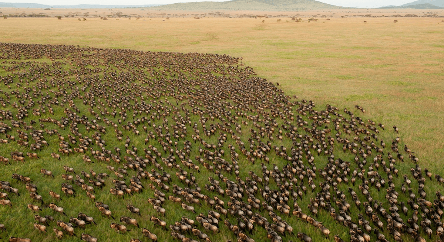 Great Migration Safari 2026: Following the Herds Through June, July, and August Great Migration Safari 2026: Following the Herds Through June, July, and August