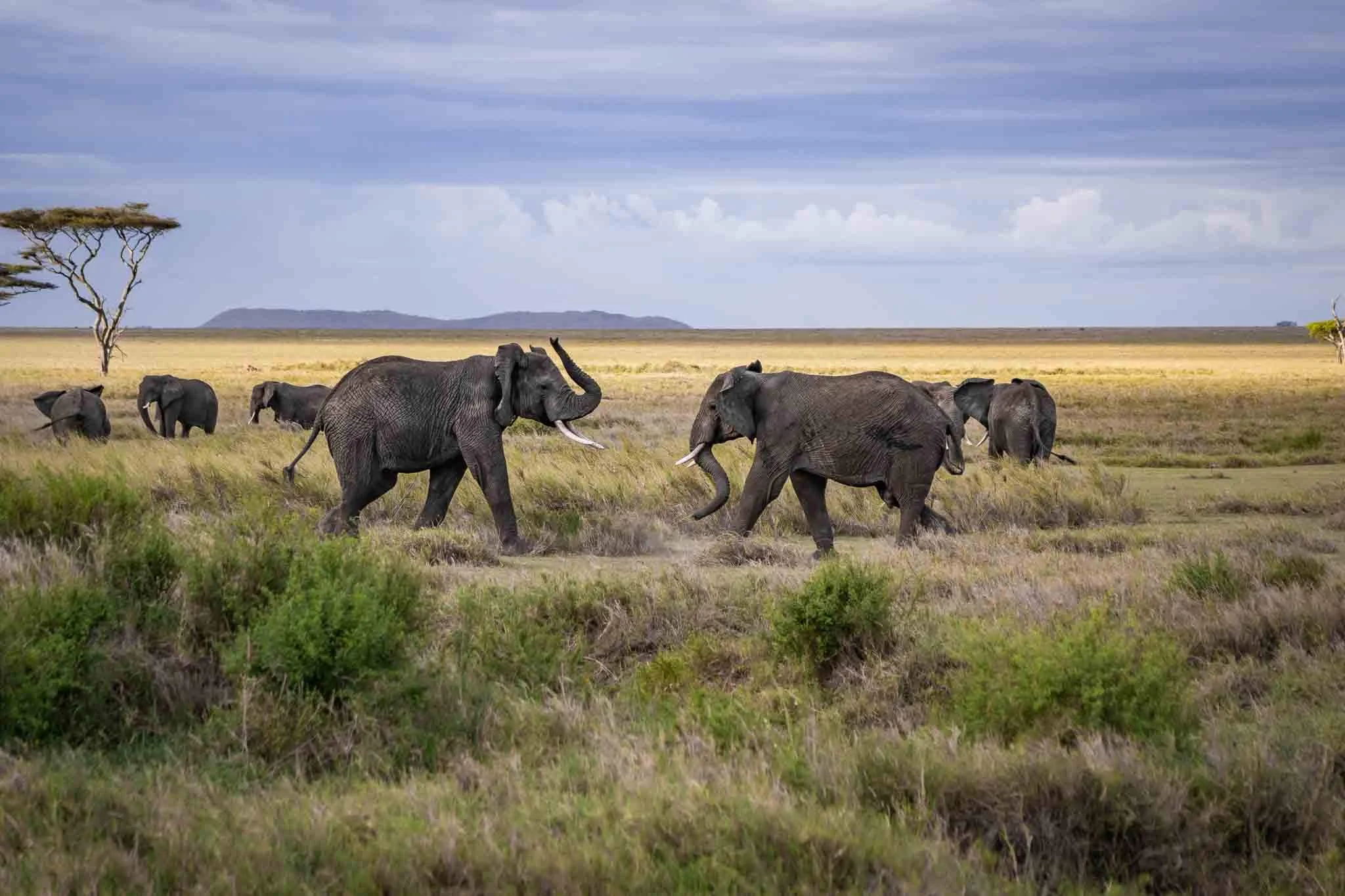 Tracking the Great Migration Herds in June: A Complete Guide Tracking the Great Migration Herds in June: A Complete Guide