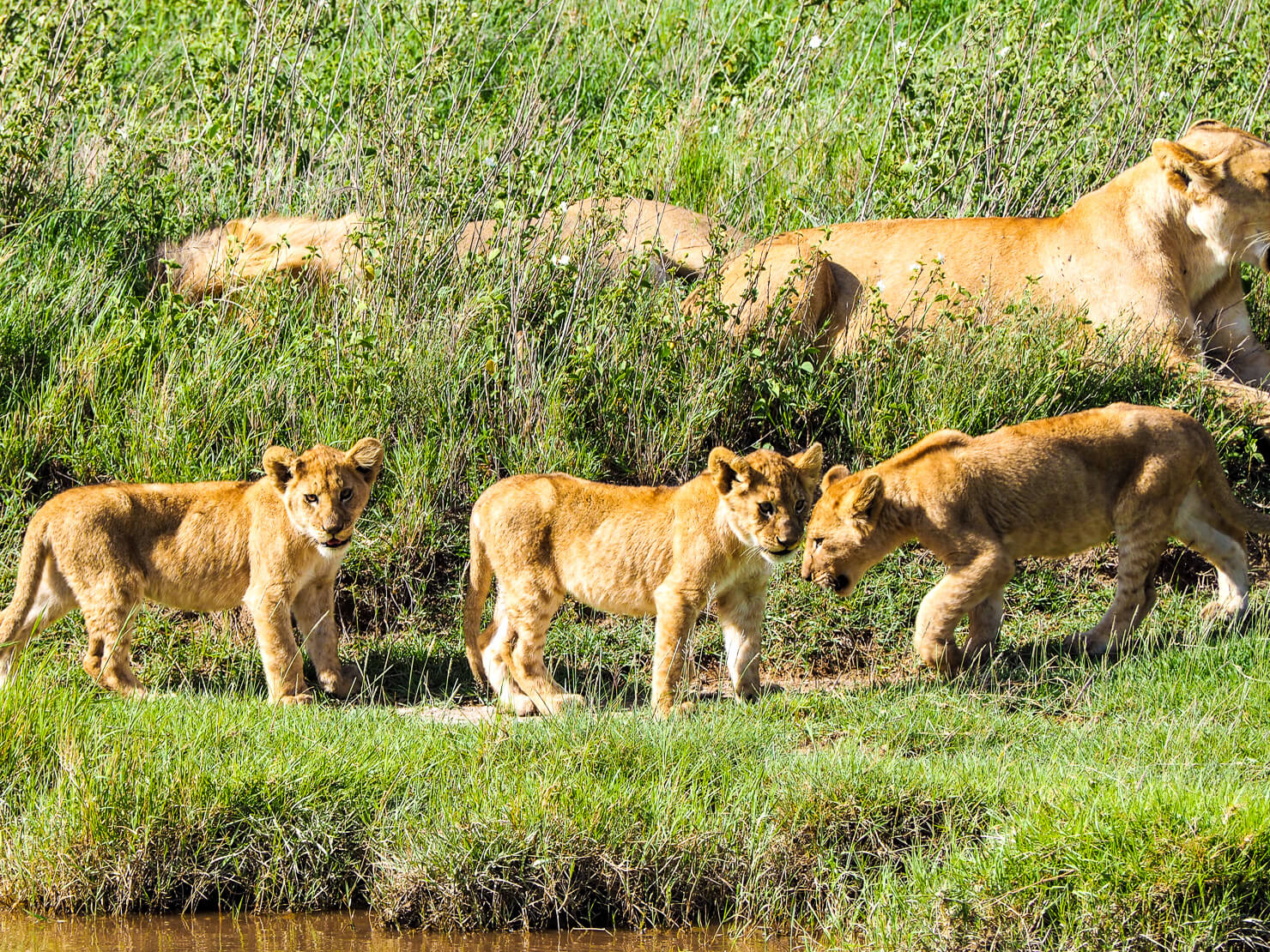 Tracking the Great Migration Herds in June: A Complete Guide Tracking the Great Migration Herds in June: A Complete Guide