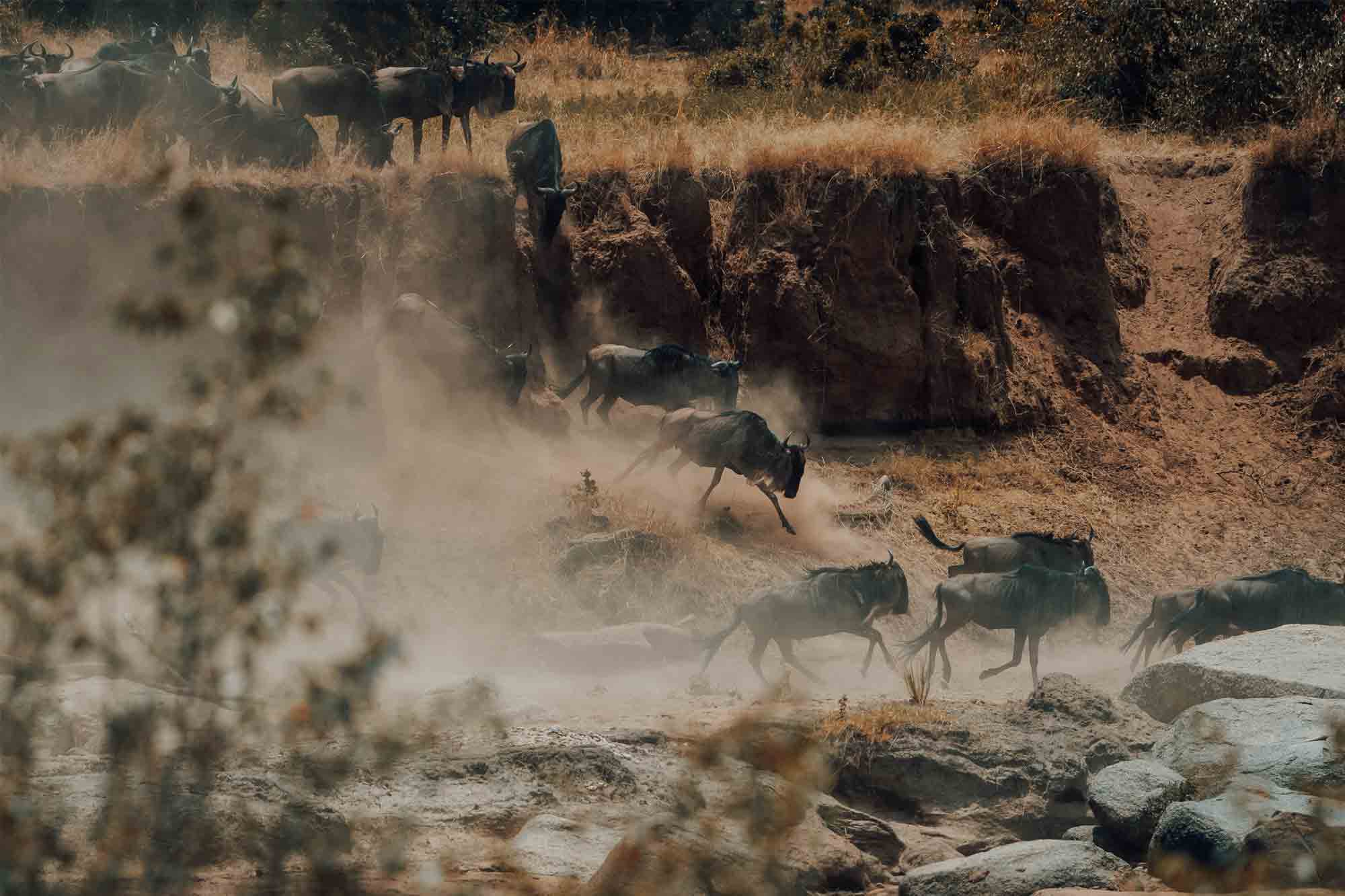 Tracking the Great Migration Herds in June: A Complete Guide Tracking the Great Migration Herds in June: A Complete Guide