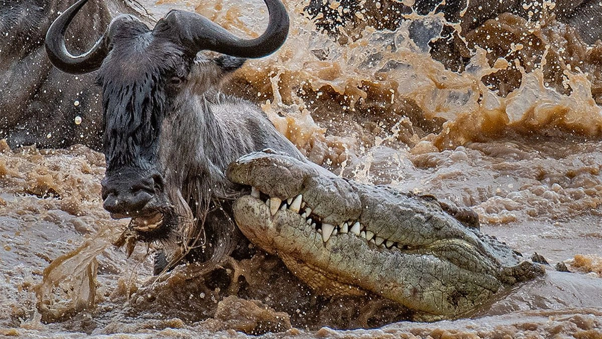 Tracking the Great Migration Herds in June: A Complete Guide Tracking the Great Migration Herds in June: A Complete Guide