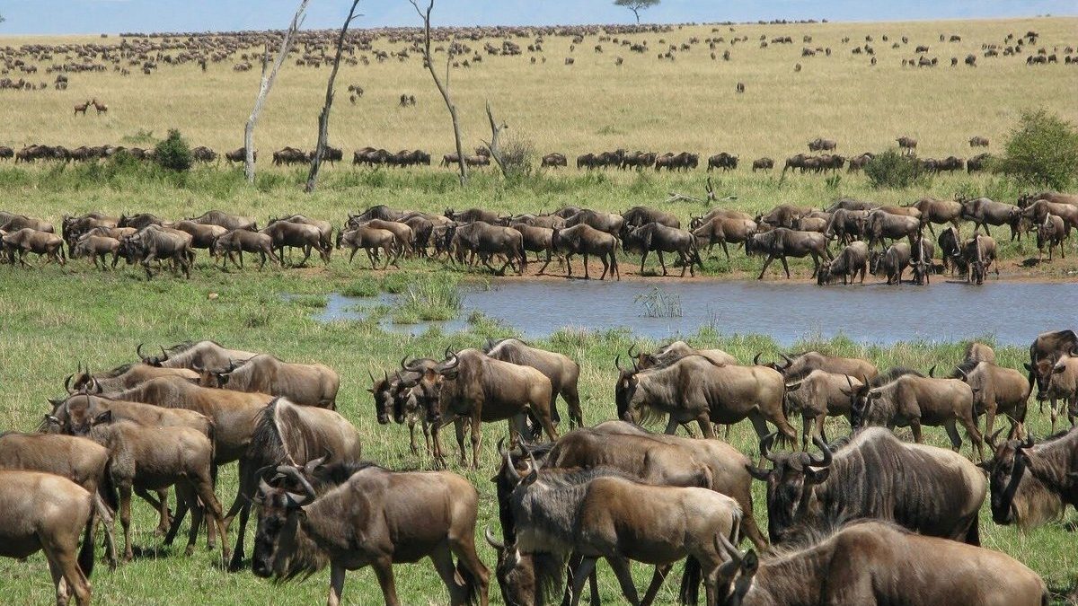 Tracking the Great Migration Herds in June: A Complete Guide Tracking the Great Migration Herds in June: A Complete Guide
