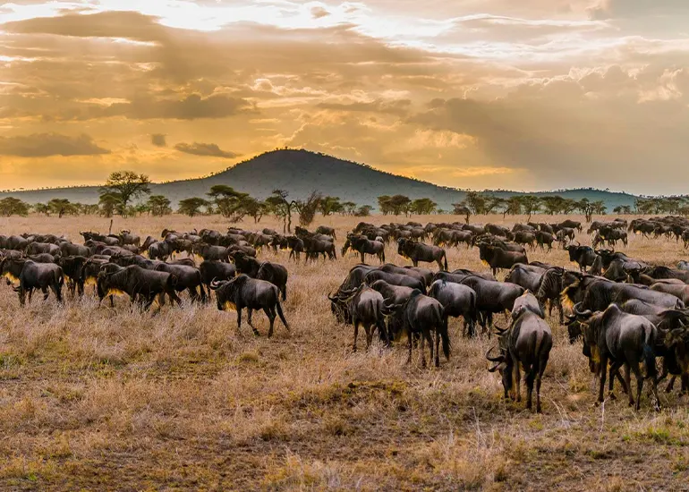 Serengeti Migration June 2026: Where the Herds Are and What We Expect This Season Serengeti Migration June 2026: Where the Herds Are and What We Expect This Season