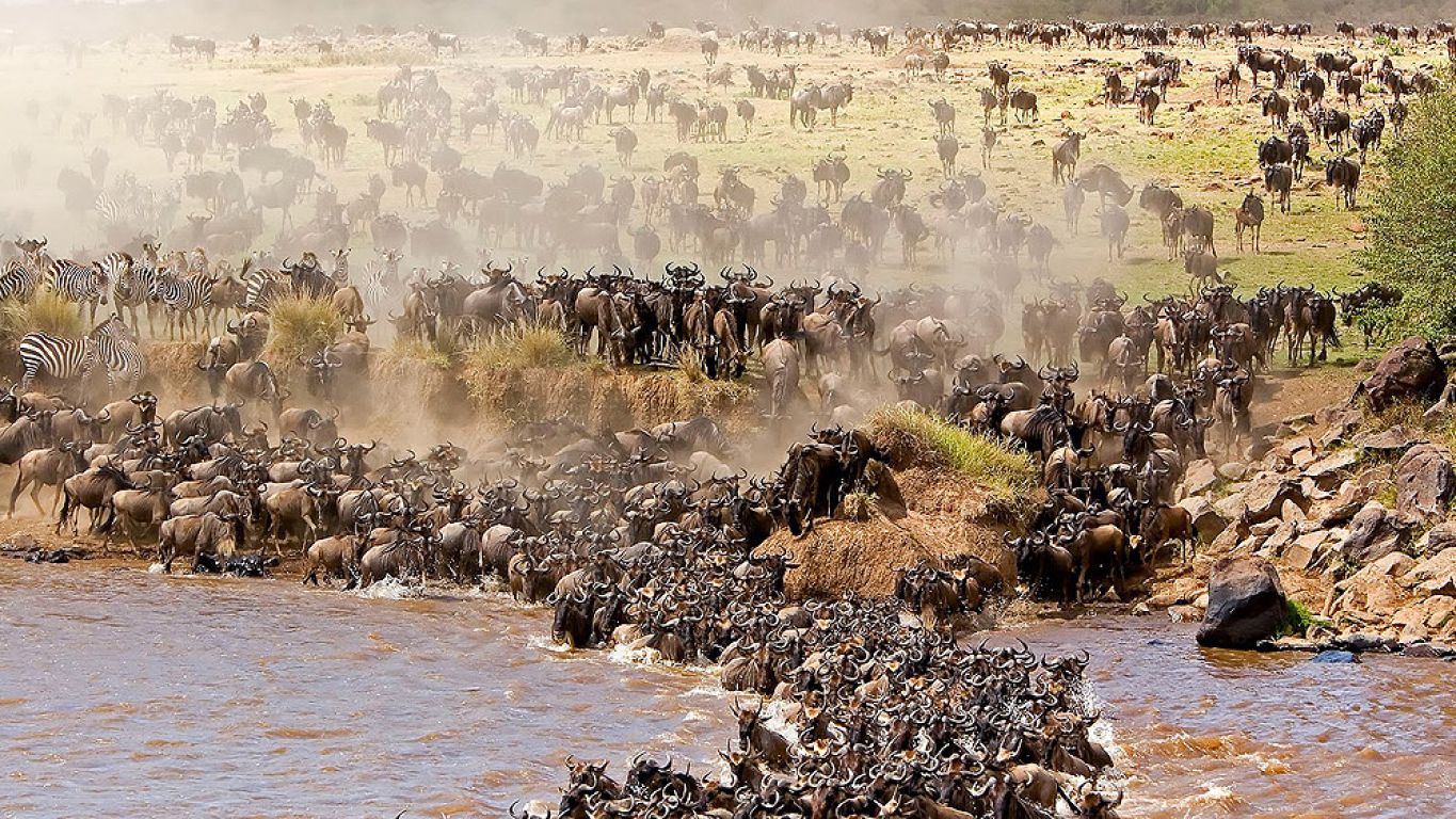 Where Will the Great Migration Be in Summer 2026? Expert Safari Guide Where Will the Great Migration Be in Summer 2026? Expert Safari Guide