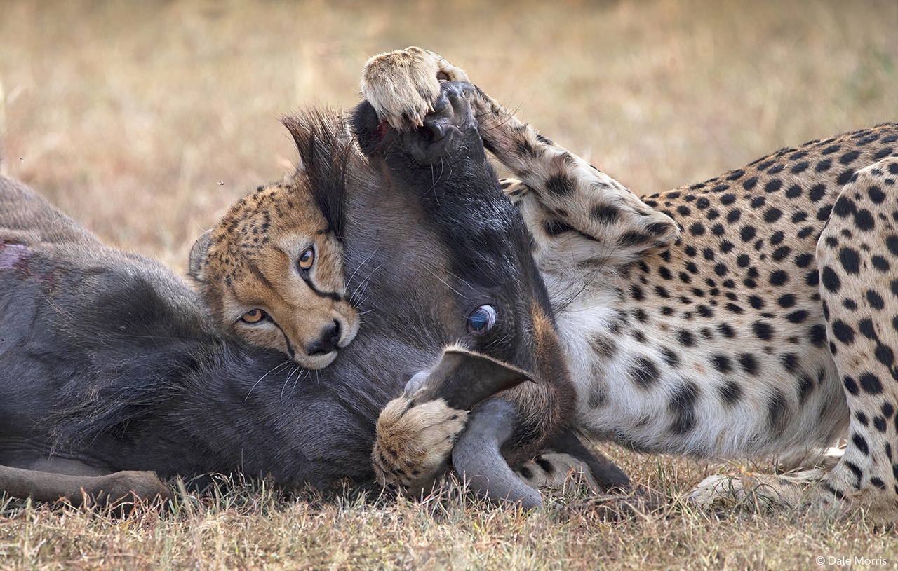 Where Will the Great Migration Be in Summer 2026? Expert Safari Guide Where Will the Great Migration Be in Summer 2026? Expert Safari Guide