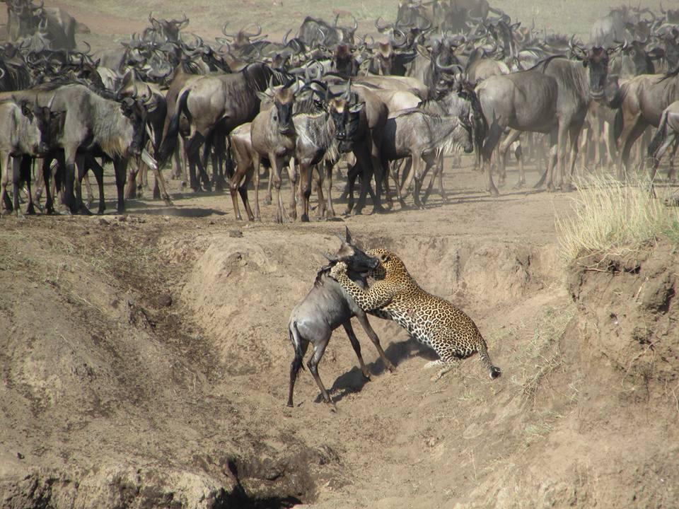 Where Will the Great Migration Be in Summer 2026? Expert Safari Guide Where Will the Great Migration Be in Summer 2026? Expert Safari Guide