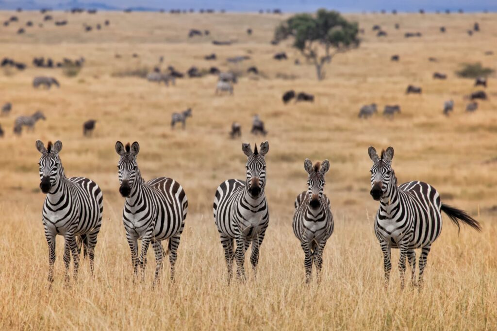 Where Will the Great Migration Be in Summer 2026? Expert Safari Guide Where Will the Great Migration Be in Summer 2026? Expert Safari Guide