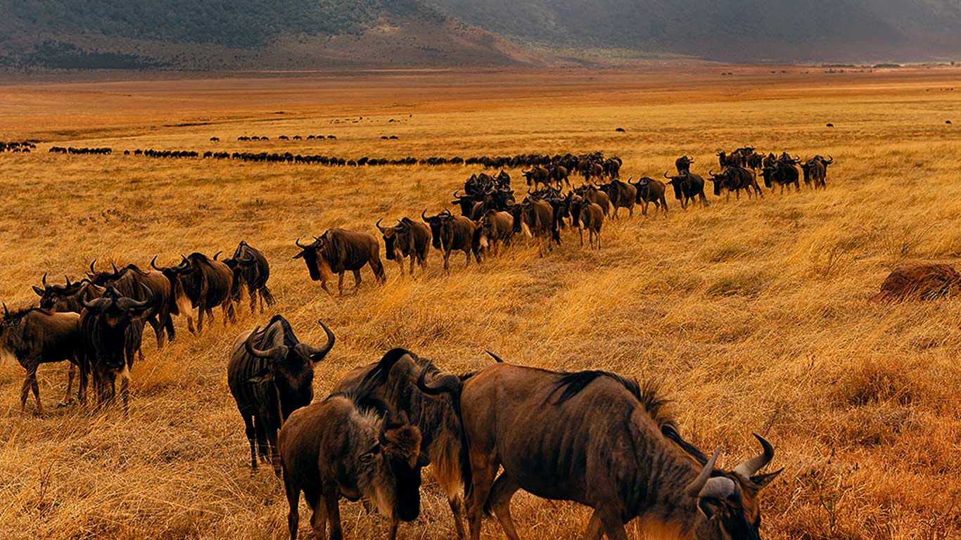 Where Is the Great Migration in June, July, and August 2026? A Month by Month Guide Where Is the Great Migration in June, July, and August 2026? A Month by Month Guide