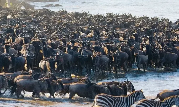 Where Is the Great Migration in June, July, and August 2026? A Month by Month Guide Where Is the Great Migration in June, July, and August 2026? A Month by Month Guide